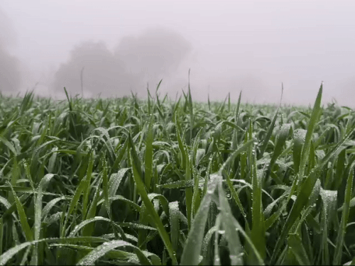 सीकर के रानोली गांव में सोमवार सुबह फसलों पर ओस की बूंदें दिखीं। इलाके में हल्का कोहरा भी है।