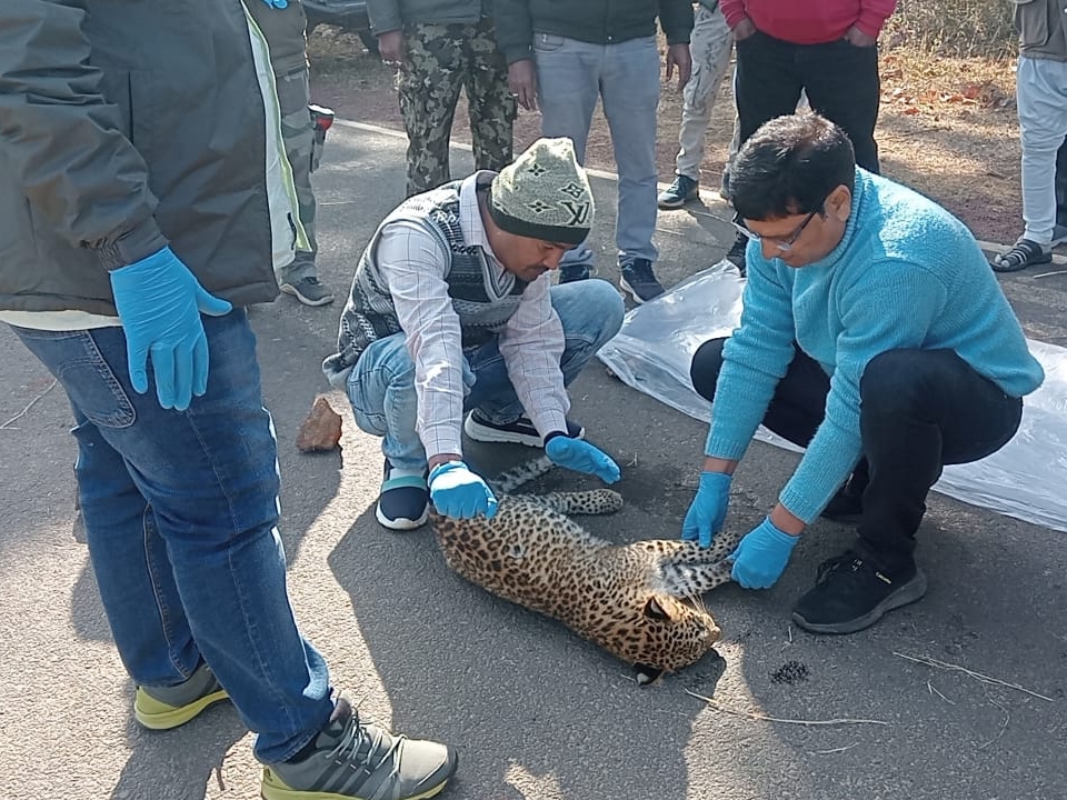 Leopard cub died due to vehicle collision in Umaria | उमरिया में वाहन ...