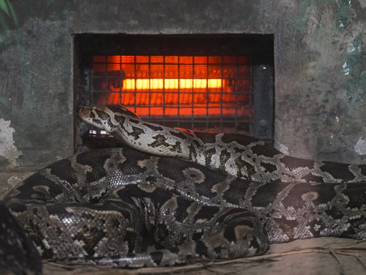 Heaters have been arranged in Lucknow Zoo to protect the snakes from cold.