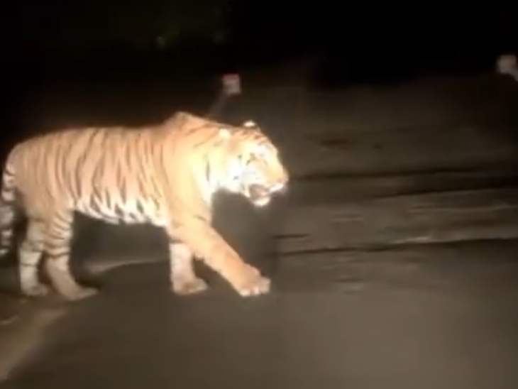 भनवारटंक के जंगल में रोड पर नजर आई बाघिन।