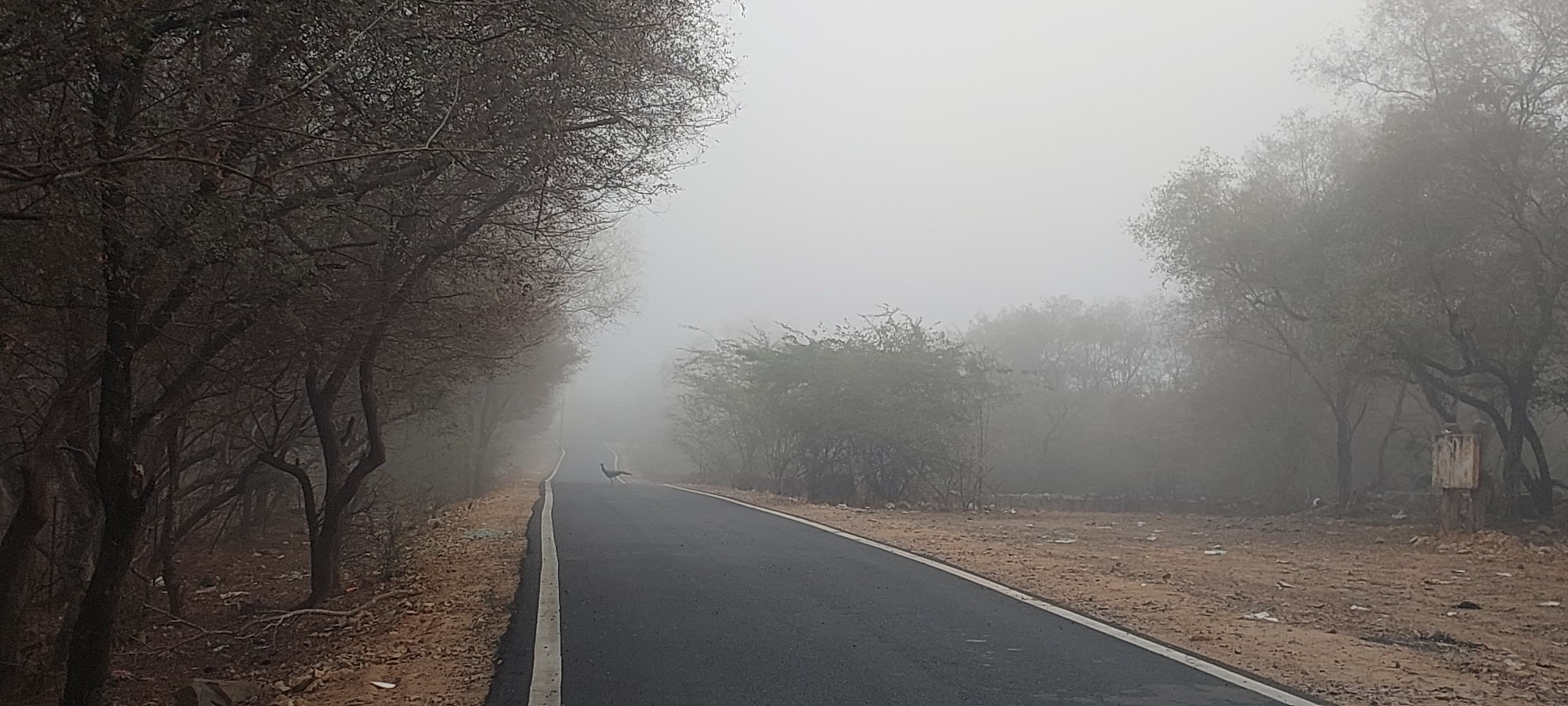 सोमवार सुबह जयपुर स्थित नाहरगढ़ की पहाड़ी की सड़क पर घना कोहरा रहा।