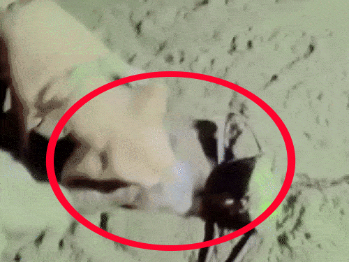 बिल्ली को नोच रहे जंगली कुत्ते।