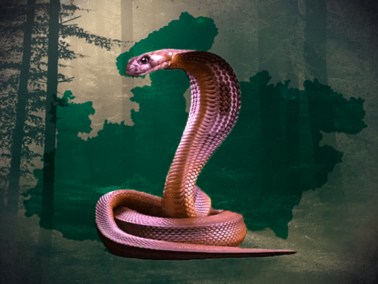 Madhya Pradesh King Cobra Project; Snake Bite Cases | Mohan Yadav
