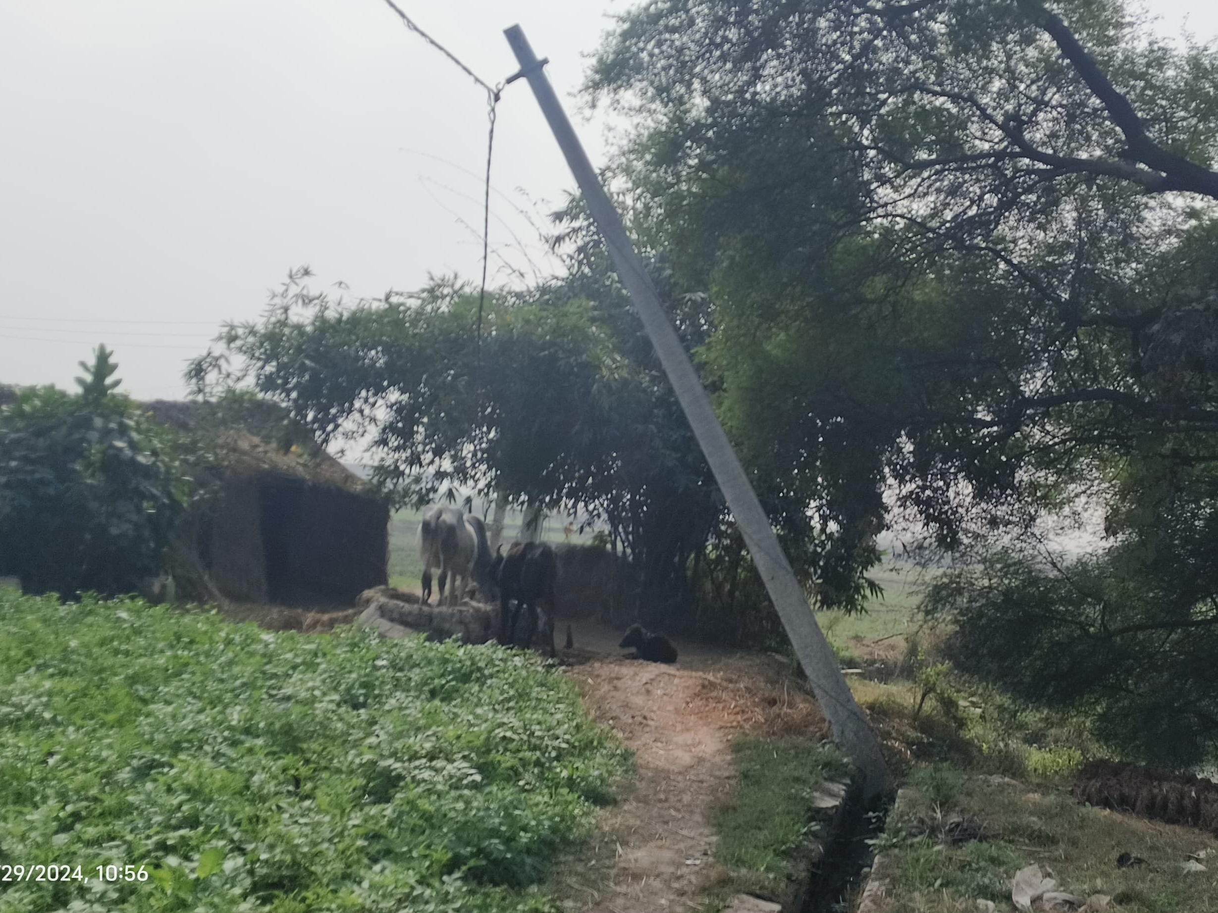 Life is in danger due to dilapidated electric poles in Sevrai
