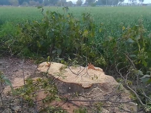 Forest department's big action against forest mafia | माफिया पर वन ...