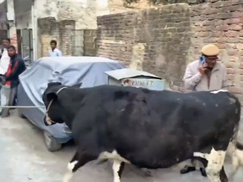 नगर निगम की पशु प्रबंधन शाखा द्वारा शुक्रवार को चौगान स्टेडियम से 1 दर्जन से ज्यादा गोवंश को पकड़ हिगोनिया पहुंचाया गया था।