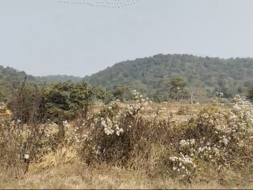 वन kasak kanaut को ट ट rirने कrने नेras