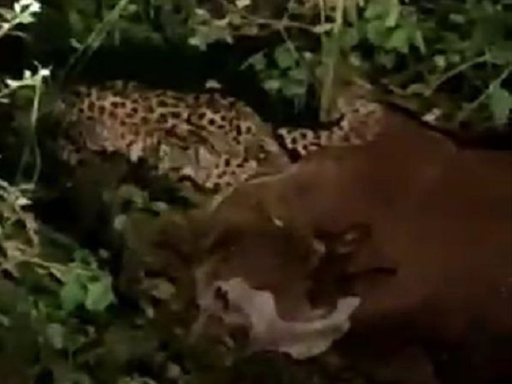 गाय को मारकर खाते हुए तेंदुए की फोटो