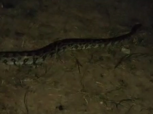 Kanker 12 Feet Long Python Snake Crossing the Road, VIDEO