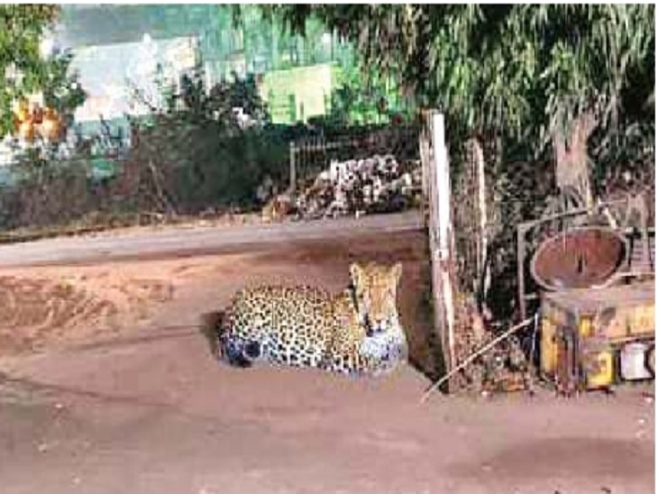 तेंदुए के बैठे वाली तस्वीर हुई थी जारी - Dainik Bhaskar