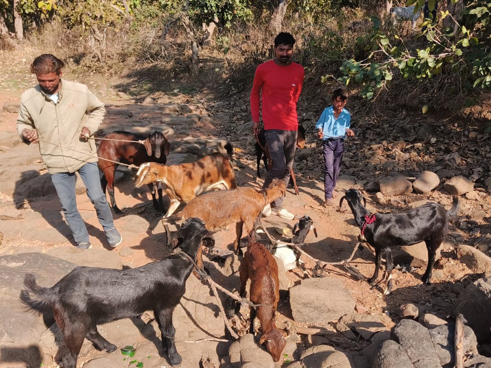Inter-state goat thief gang busted in Mandideep
