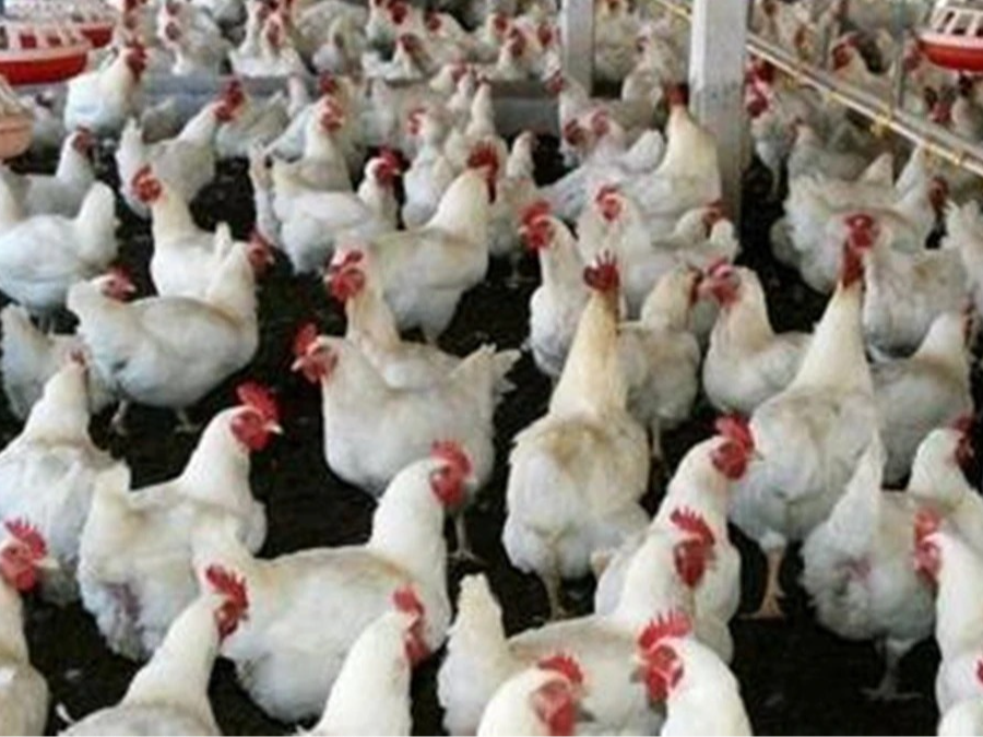 बर्ड फ्लू की आशंका को लेकर जारी किया गया है अलर्ट। - Dainik Bhaskar