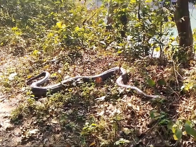Giant python found in Pilibhit | पीलीभीत में मिला विशालकाय अजगर: किसान ...
