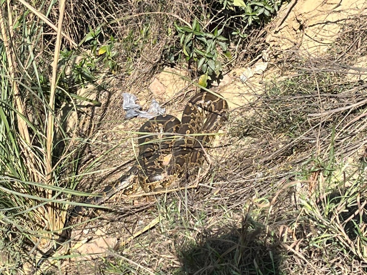 Python swallowed a live monkey in Meerut
