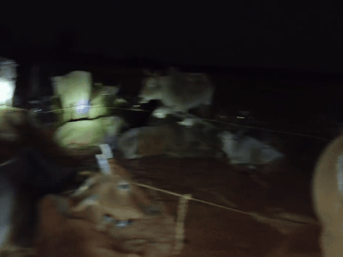 कंटेनर से 26 गोवंश को मुक्त कराकर गौशाला भेजा गया।