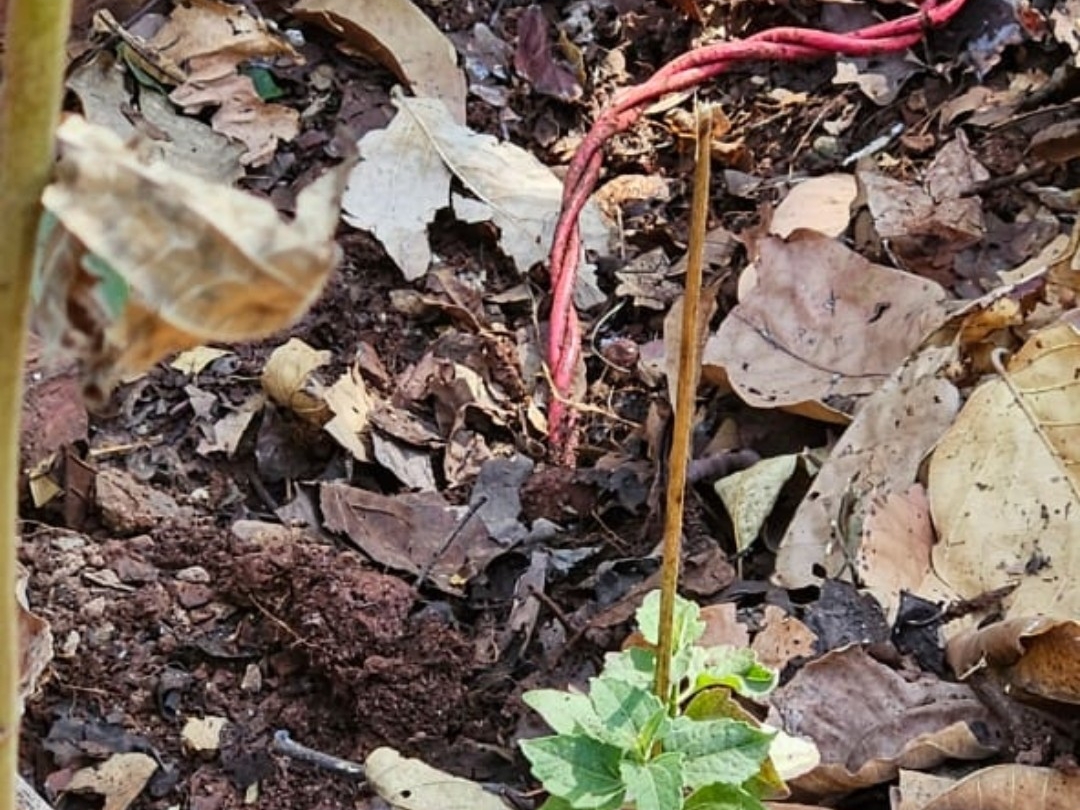 सrigh therेशन के rashaut सु raurकcaurana बलों को को को को को इसके आईईडी आईईडी को आईईडी आईईडी आईईडी को आईईडी को