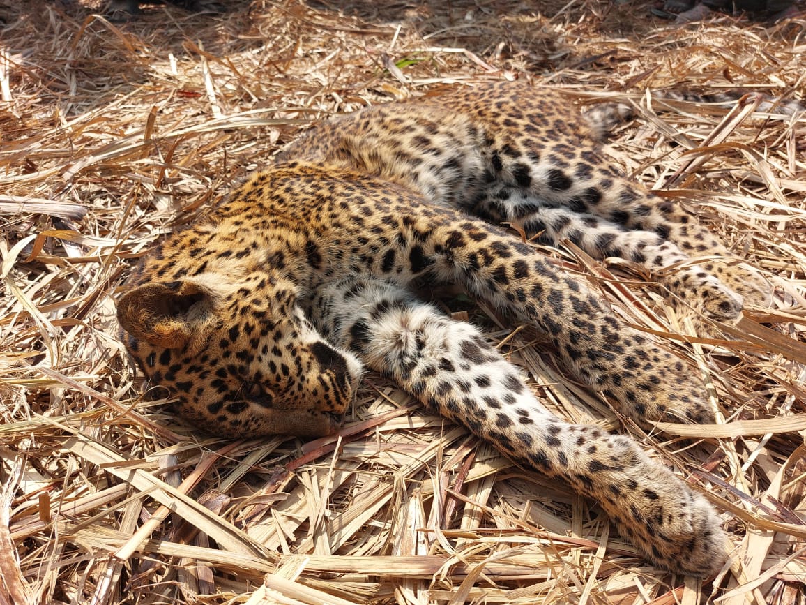 Dead Leopard Floating One year old leopard found dead in a field in Balrampur | बलरामपुर के ...