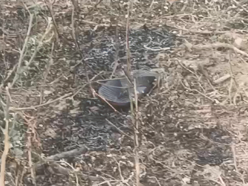 पति ने पत्नी को जिंदा जलाने का प्रयास किया।