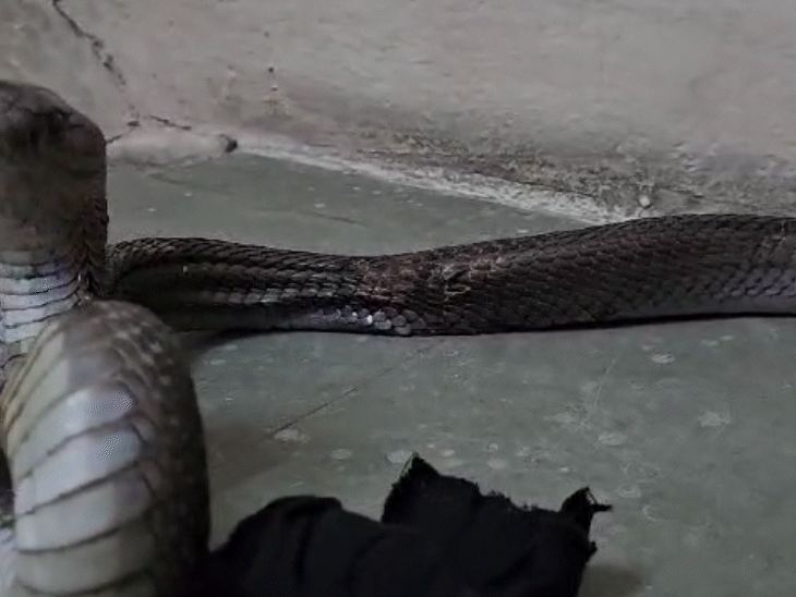 घायल होने के कारण कोबर हमला करने लगा।