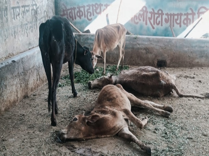 गाय के बछड़ों को कुत्तों ने नोच-नोच कर मार डाला