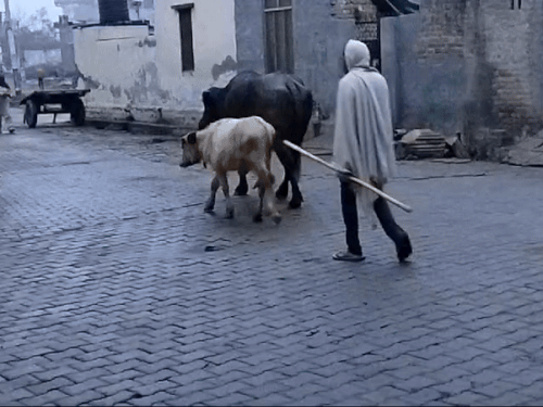 ਜੀਂਦ ਵਿਚ ਹਲਕੀ ਬਾਰਸ਼ ਤੋਂ ਬਾਅਦ, ਮੌਸਮ ਪਹਿਲਾਂ ਨਾਲੋਂ ਠੰਡਾ ਹੋ ਗਿਆ ਹੈ. ਬੂੰਦਾਂ ਆਈ ਹੈ, ਇਸ ਲਈ ਜ਼ਮੀਨ ਗਿੱਲੀ ਹੈ.