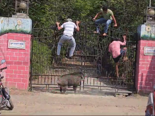 वन विभाग के लोग गेट को खोलने की कोशिश करते रहे।
