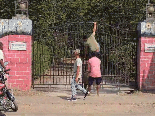 किसी तरह खींचकर जंगली सुअर को गेट से निकाला गया।