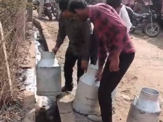 राजगढ़ में 13 जनवरी को फूड डिपार्टमेंट ने नकली दूध नालियों में बहाया था।