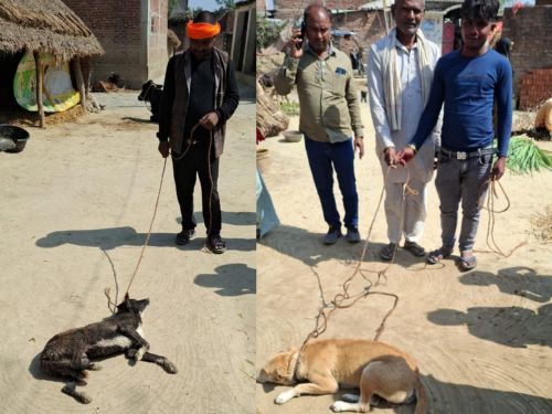 घराबाहेर पडल्यावर लचके तोडतात कुत्रे: यूपीतील बहराइच जिल्ह्यात शांतता, मुलांनी सोडली शाळा; काठ्या घेऊन घराबाहेर पडतात लोक बुधवारी, पथकाने तीन भटक्या कुत्र्यांना पकडले.