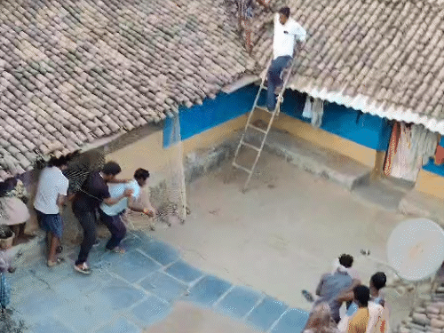 छत्तीसगढ़ के कांकेर में 3 अलग-अलग जगहों पर तेंदुआ दिखा। इस दौरान रेस्क्यू के दौरान जाल को फांदकर भाग गया, जिसका वीडियो भी सामने आया है। - Dainik Bhaskar