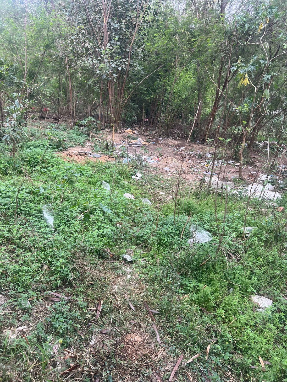 इस जंगल में दफनाया था मोर।