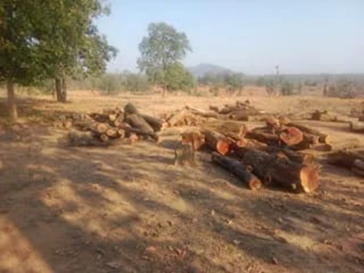 जंगल में कटी पड़ी खैर की लकड़ी।