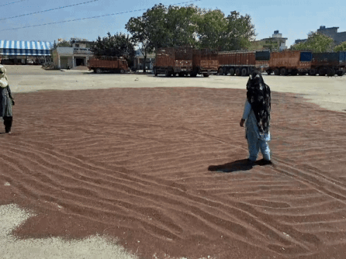 Che ਰਤ ਕਾਮੇ ਡਾਦਰੀ ਅਨਾਜ ਮੰਡੀ ਵਿਚ ਰਾਈ ਦੇ ਕਿਨਾਰੇ ਸੁੱਕਣ ਵਾਲੇ ਧਨ ਦੀ ਨਮੀ ਦੇ ਫੈਲਦੇ ਹੋਏ ਹਨ.