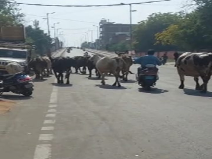 ਸੱਕਲਰ ਰੋਡ 'ਤੇ ਗ cow ਰਾਜਵੰਸ਼ ਨੂੰ ਵਿਗਾੜੋ.