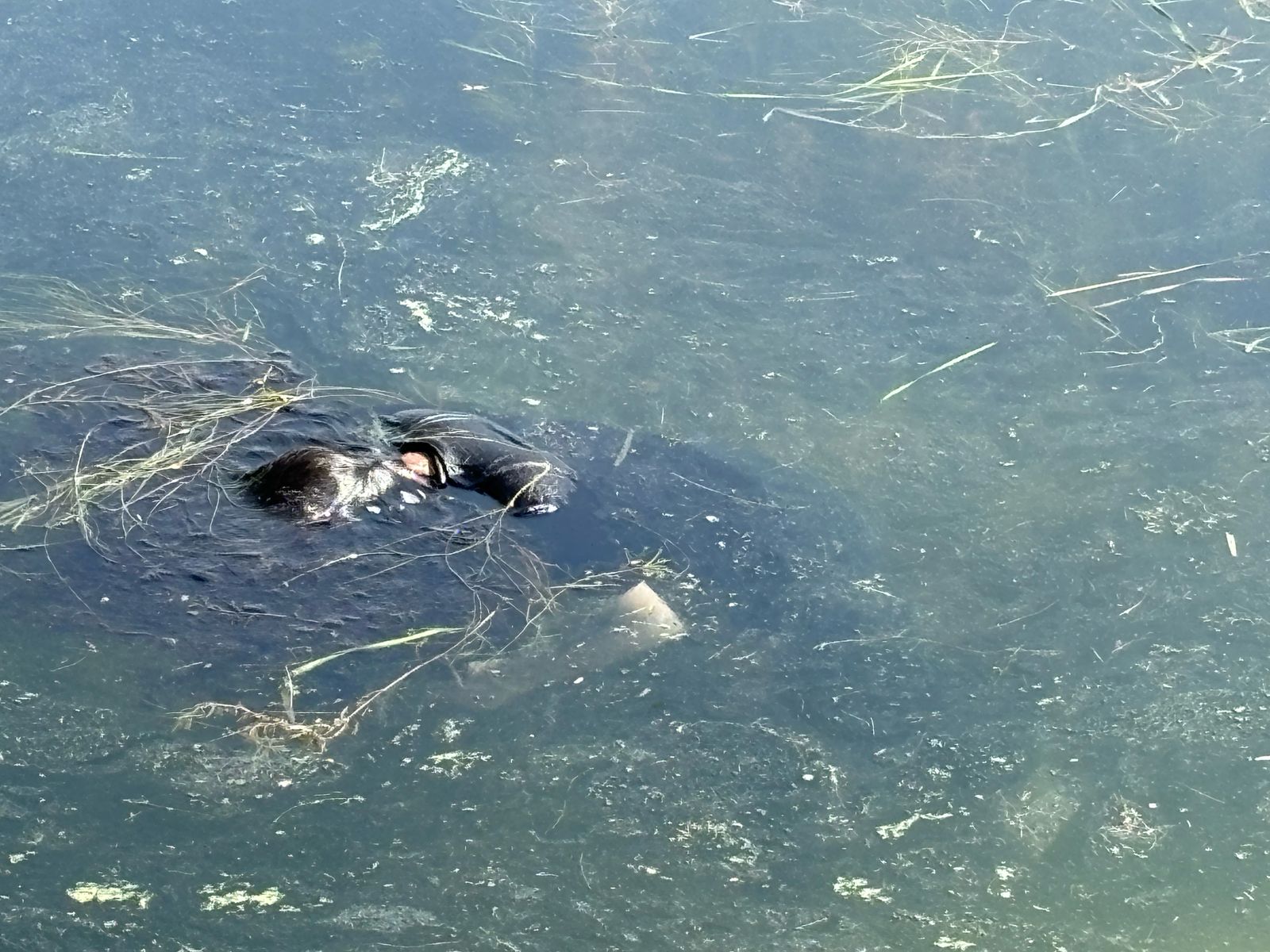 कठौता झील में उतराता मिला शव।