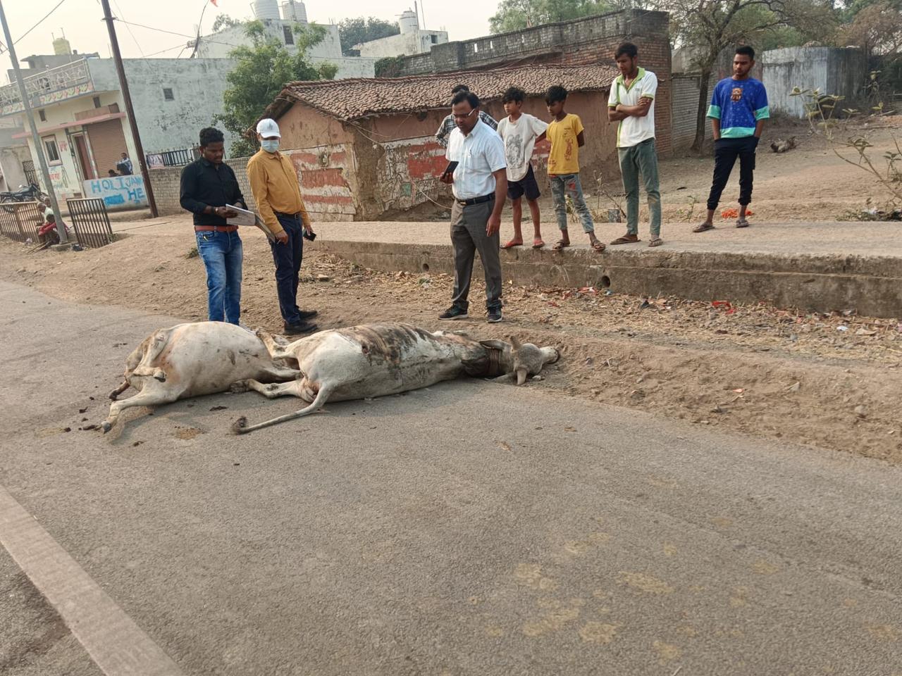 नेशनल हाईवे में लगातार हादसों में मवेशियों की जा रही जान।