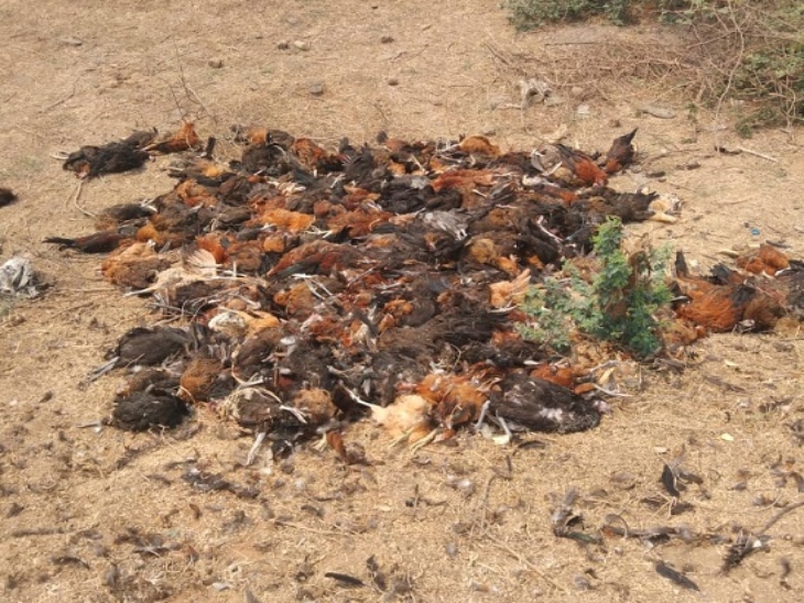 गिनती करने पर पता चला 500 मुर्गे मुर्गियों की हत्या की गई