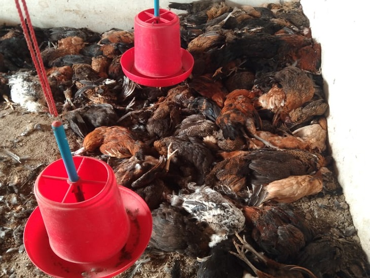 फार्म के अंदर मरे पड़े मुर्गे मुर्गी - Dainik Bhaskar