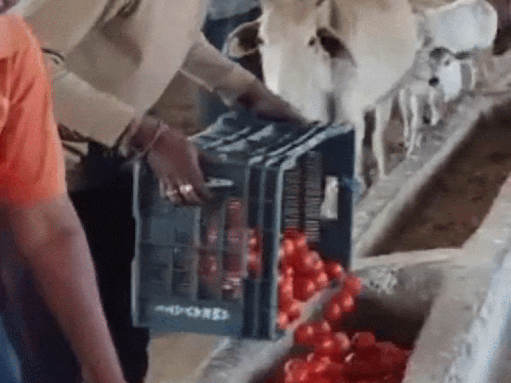 पांढुर्णा में भी किसान टमाटर को मवेशियों को खिला रहे हैं।