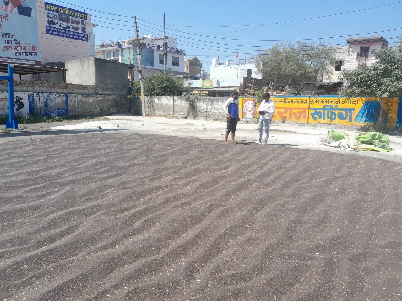 सरसों की नमीं चेक करते आढ़ती ।