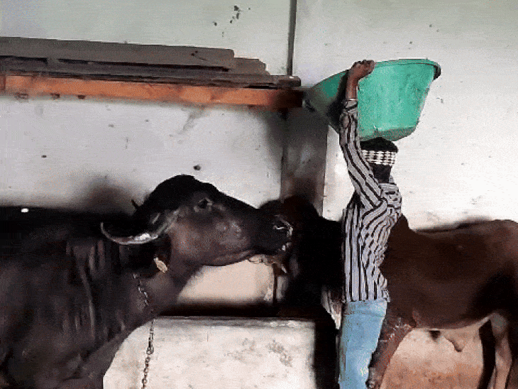 टमाटर की कीमतें गिरने से किसान उन्हें पशुओं को खिलाने को मजबूर हैं।