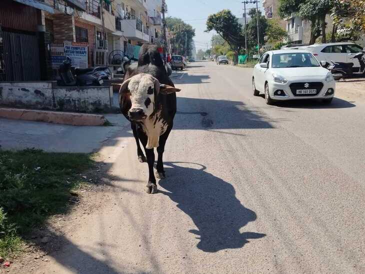 पंचकूला की सड़कों पर आम है आवारा पशुओं का टहलना
