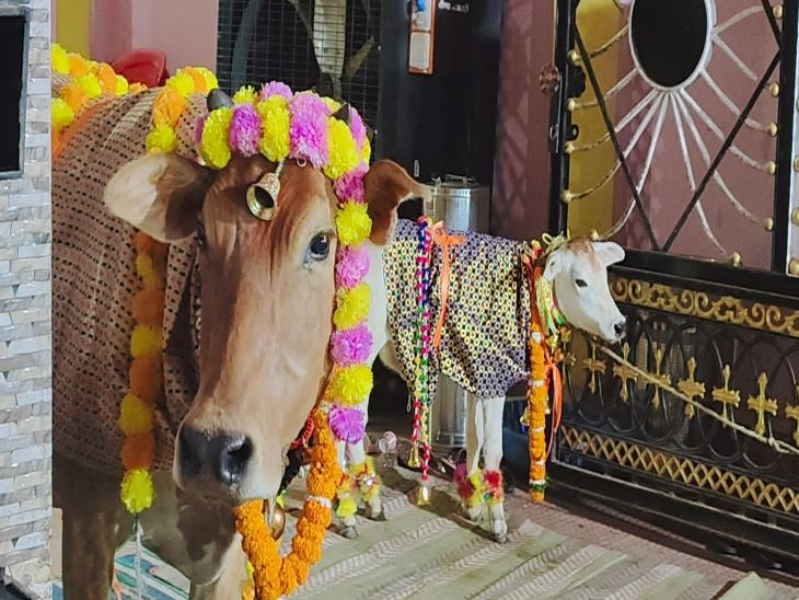 मां लक्ष्मी के साथ बछिया राधिका।