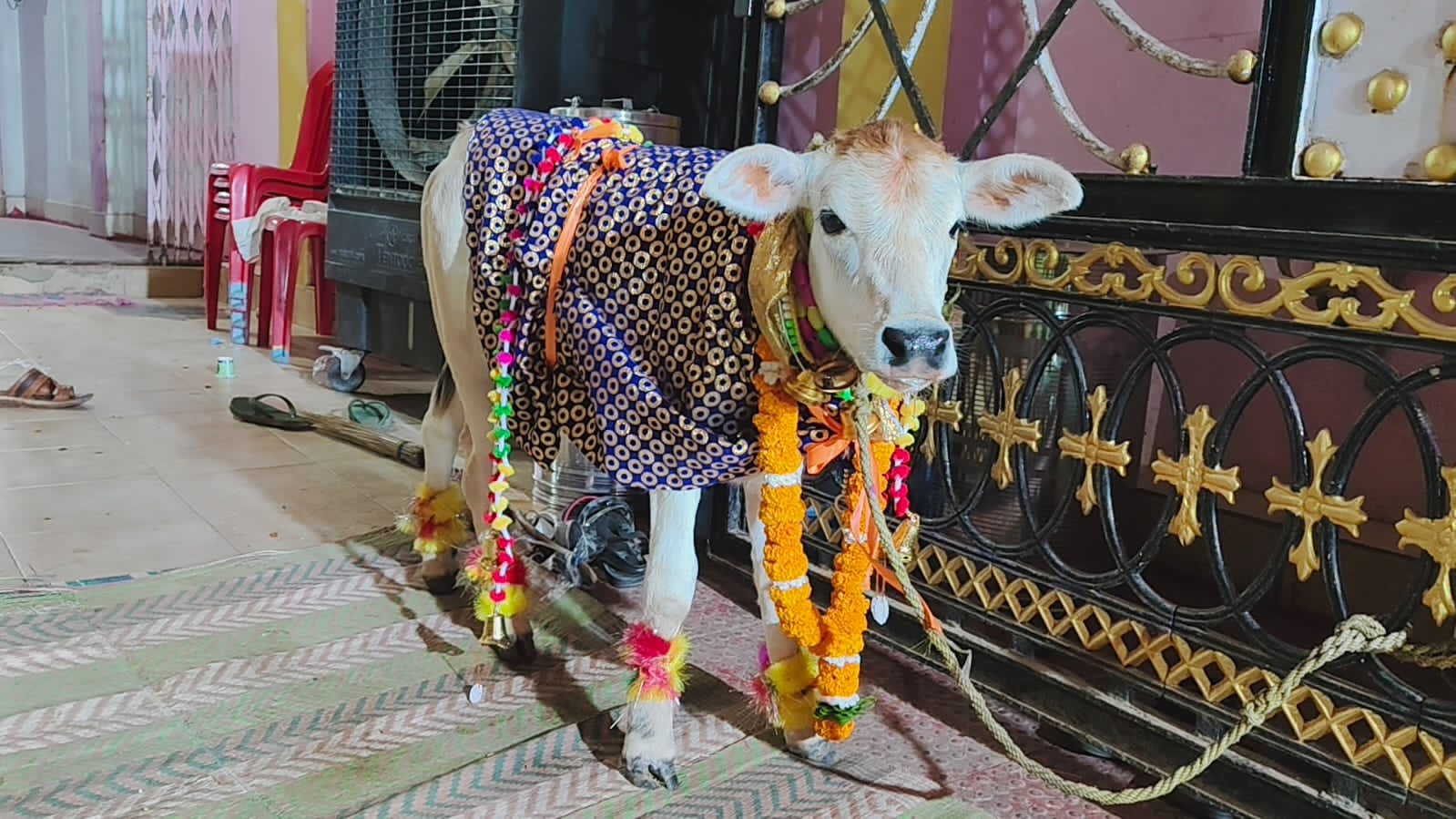 बछिया राधिका का मनाया गया जन्मदिन।