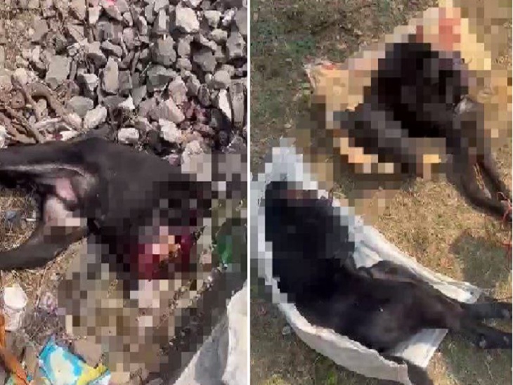 दो टुकड़ों में कटा पड़ा मिला कुत्ते का शव - Dainik Bhaskar