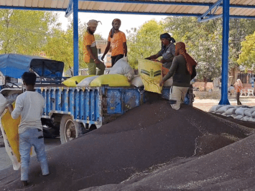 ਡੈਡੀਰੀ ਅਨਾਜ ਦੀ ਮਾਰਕੀਟ ਵਿੱਚ ਰਾਈ ਨੂੰ ਹਟਾਉਂਦੇ ਹੋਏ ਕਰਮਚਾਰੀ.