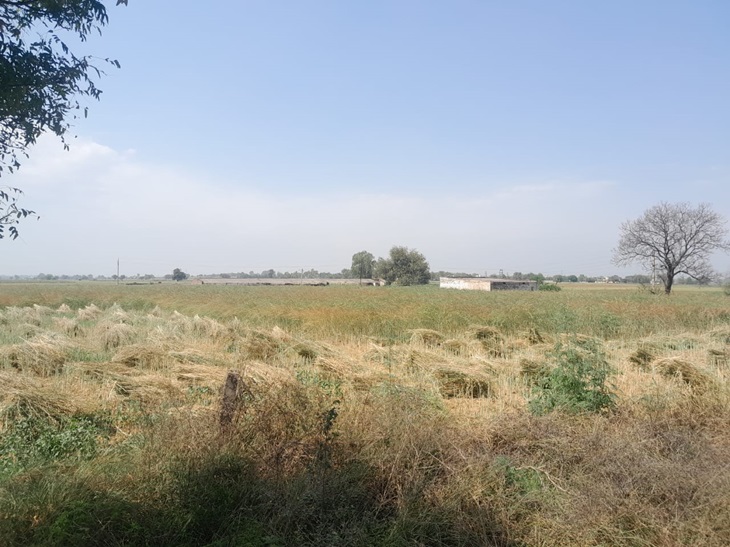 ਕਿਸਾਨ ਦੇ ਖੇਤਰਾਂ ਵਿੱਚ ਸਰ੍ਹੋਂ ਦੀ ਫਸਲ.