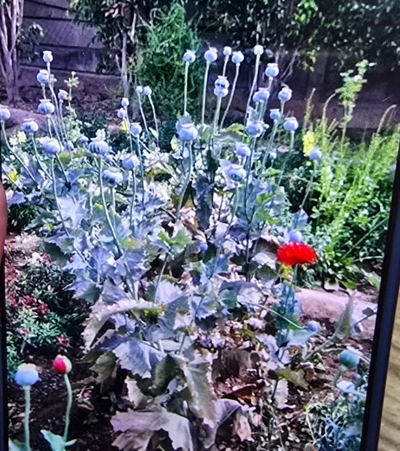 ਯੂਨੀਵਰਸਿਟੀ ਵਿਚ ਉਗ ਰਹੇ ਅਫੀਮ ਪੌਦੇ