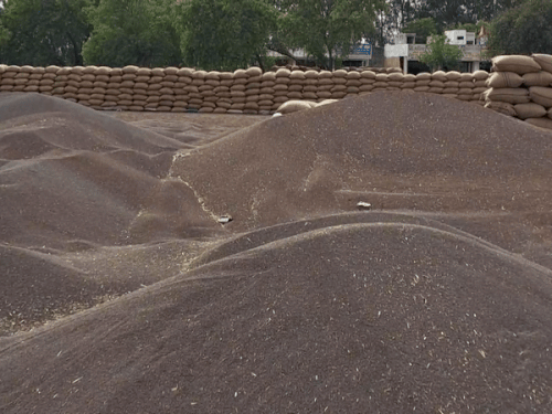 दादरी मंडी में लगी सरसों की ढेरियां।