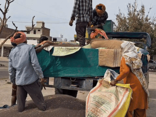 दादरी मंडी में सरसों उतारते श्रमिक।